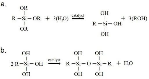 Figure 1.6: Sol-gel reaction mechanisms of ormosil. (a). Hydrolyzation of the organosilane  monomer