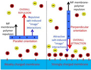 FIG. 1. Schematic depiction of the electrostatic forces acting on the anionic polyelectrolyte close to the similarly charged membrane.