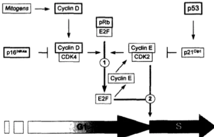 Fig.  9.  A  model  highlighting  the  roles  of  cyclin  D,  p161NKa,  pRb  and  ~53  gene  mutations  in  the  loss  of  cell  cycle  control 