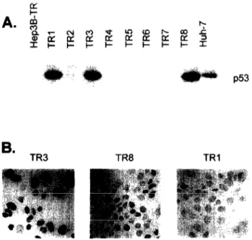 Fig.  2.  Selection  ofHep3B-TR  clones  stably  expressing  the  mouse  temperature-sensitive  p.53-135val  protein  (A)  Neo-  mycin-resistant  clones  were  selected  at  the  permissive  tem-  perature  (39°C)  and  testedfor  ~53  protein  by  Western