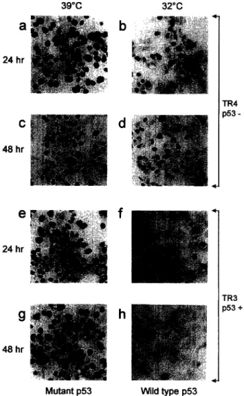 Fig.  3.  ~53  activation  in  TR3  cells  at  non-permissive  tem-  perature  leads  to  an  arrest  of  DNA  synthesis