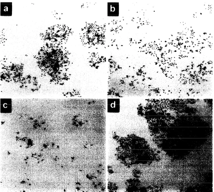 Fig.  4.  ~53  uctivation  in  TR3  cells  at  non-permissive  temperature  provokes  a  stable  loss  of  proliferation