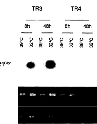 Fig.  6.  p53  activation  in  TR3  cells  at  non-permissive  tem-  perature  induces  the  accumulation  of  mdm-2,  p21c@”  and  bax  proteins
