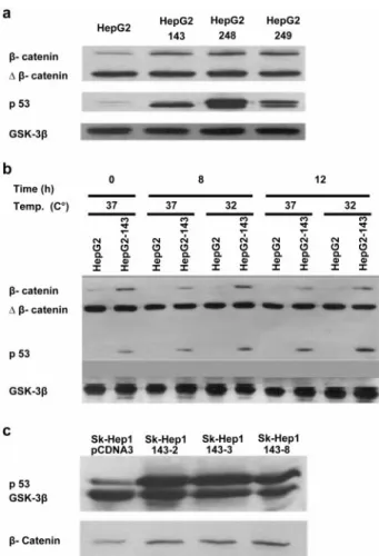 Figure 2 (a) Ectopically expressed mutant p53 proteins cause an increase in the levels of wild-type catenin, but not truncated  b-catenin (D b-b-catenin) in HepG2-derived stable clones