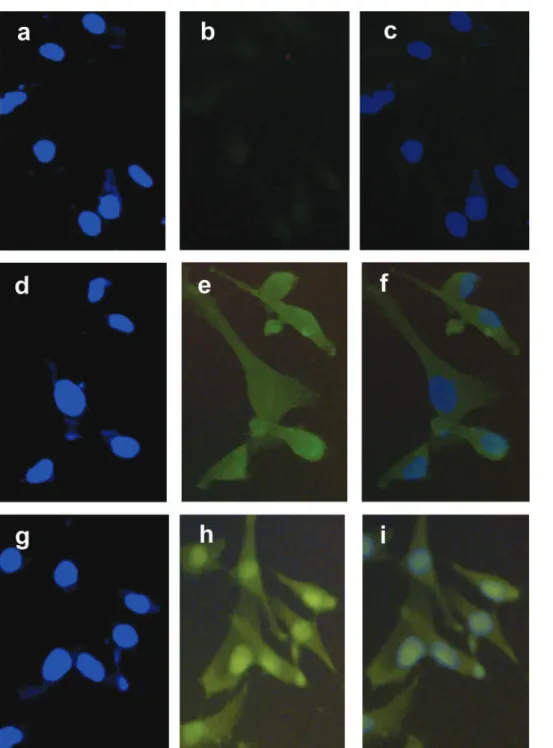 Figure 3 Nuclear accumulation of b-catenin in SK-Hep1 cells following ectopic expression of mutant p53 protein p53-V143A