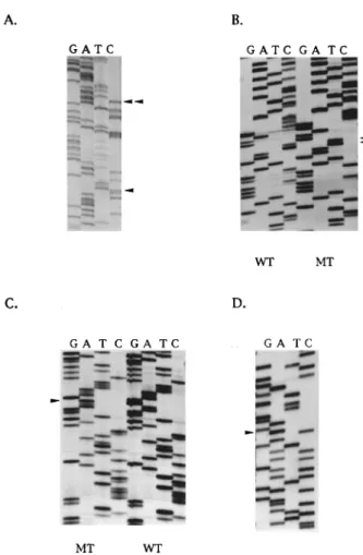 Figure 2 Sequence analysis of p53 in BRCA-associated breast tumours. (a) Presence of two p53 mutations in the same allele of p53 in BRCA1-associated tumour