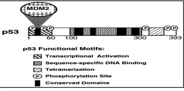 Figure 2  p53 functional motifs. 