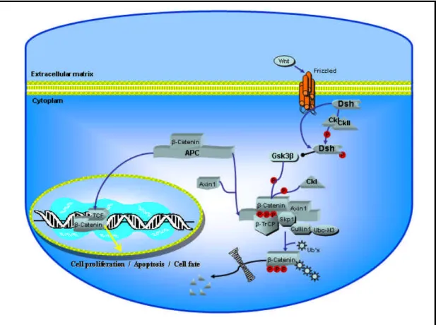 Figure 3  Canonical WNT pathway. 