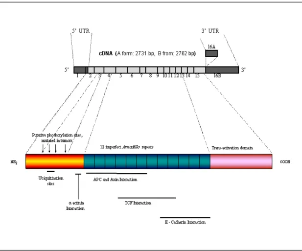 Figure 5  cDNA and protein structure of human  ββ-Catenin Gene (CTNNB1) 