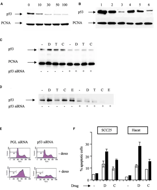 Figure 5. Inhibition of mutant p53 expression sensitizes cells to anticancer agents