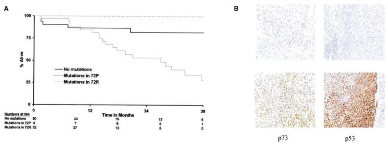 Figure 7. Clinical outcome in head and neck cancer is influenced by p53 polymorphism