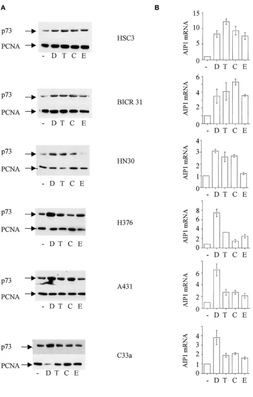 Figure 1. Anticancer drugs induce p73 function in squamous carcinoma cell lines