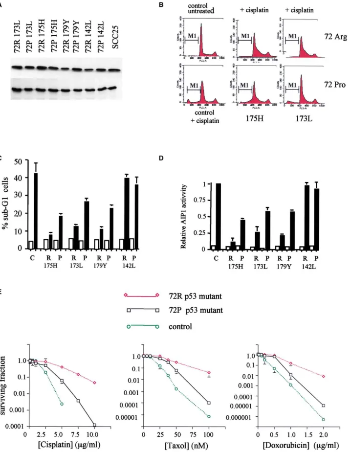 Figure 4. Polymorphism in p53 modulates sensitivity to anticancer drugs