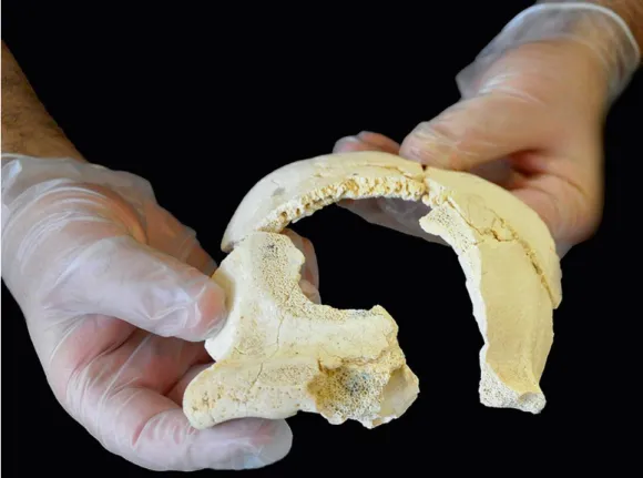 Figure 9: Skullcap fragments of Kocabaş hominin fossil (Aytek &amp; Harvati, 2016: 83) 