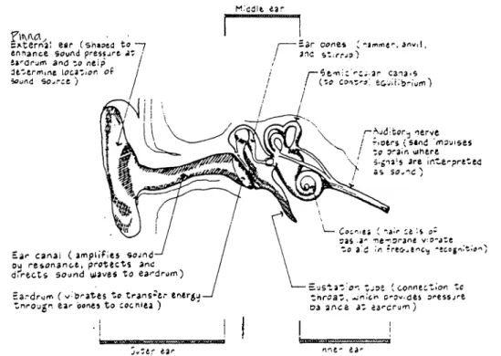 Figure 2.1.  :  A simplified section of ear through the mechanism of hearing (Egan 25).