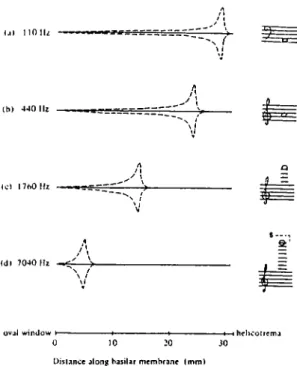 Figure 2.2.  :  Amplitude envelope of basilar membrane vibrations when hearing a pure  tone  of frequency  (a)  110  Hz;  (b)  440  Hz;  (c)  1760  Hz;  (d)  7040  Hz