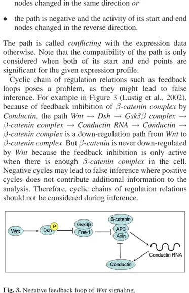 Fig. 3. Negative feedback loop of Wnt signaling.