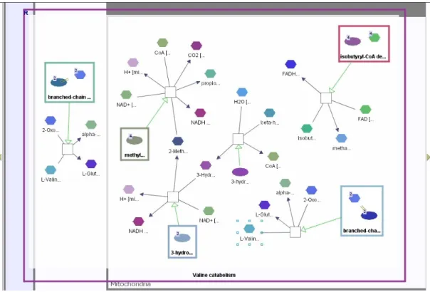 Figure 1.1: Sample pathway: Valine Catabolism, from Patikaweb