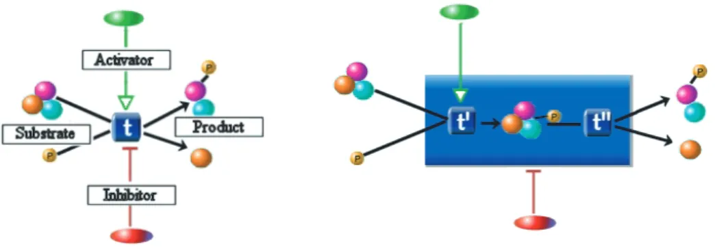 Fig. 2. (left) A basic, robust ontology for cellular processes. A molecule may have any number of states to depict changes in its information context