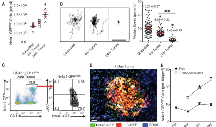 Fig. 1. Nr4a1-GFP high monocytes patrol the vasculature and interact with tumor cells in the lung