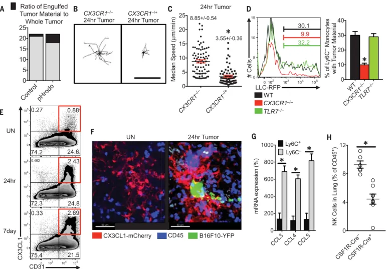 Fig. 4. Patrolling monocytes detect tumor material in a CX3CR1-dependent manner and recruit NK cells to the lung tumor environment