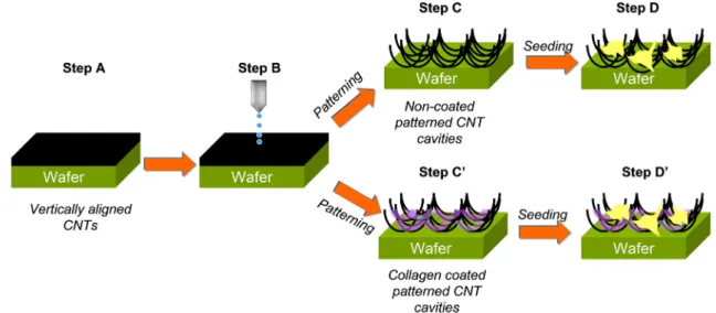 Fig. 2. Schematic representation of experimental approach.
