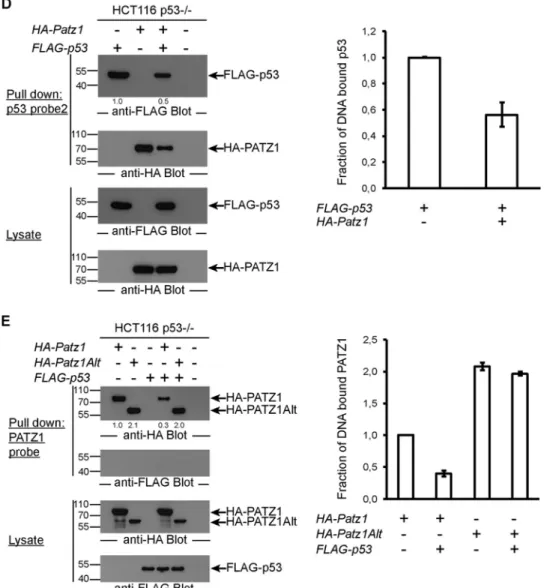 FIG 6 PATZ1 inhibits p53 DNA binding. (A) p53 DNA binding in EMSAs is inhibited by PATZ1