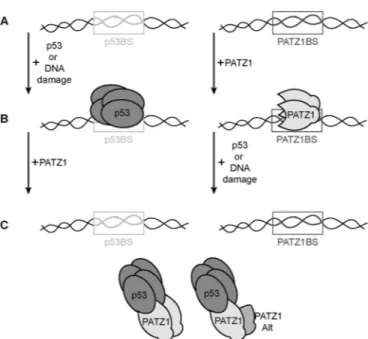 FIG 7 Model for the PATZ1-p53 interaction. p53 and PATZ1 binding sites (boxes labeled p53BS and PATZ1BS, respectively) can be bound by tetrameric p53 (dark gray) after induction of DNA damage or p53 overexpression
