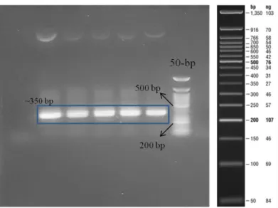 Figure 3.4: Agarose gel image showing the result of PCR to amplify Htt-46Q. Lane 1: negative  control, Lane2-6: 46Q (Expected band length ~350 bp) Lane 7: 50-bp ladder  