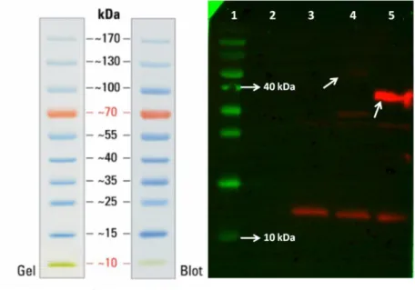 Figure 3.19: Result of western blot analysis of proteins with c-myc tag produced by listed cells