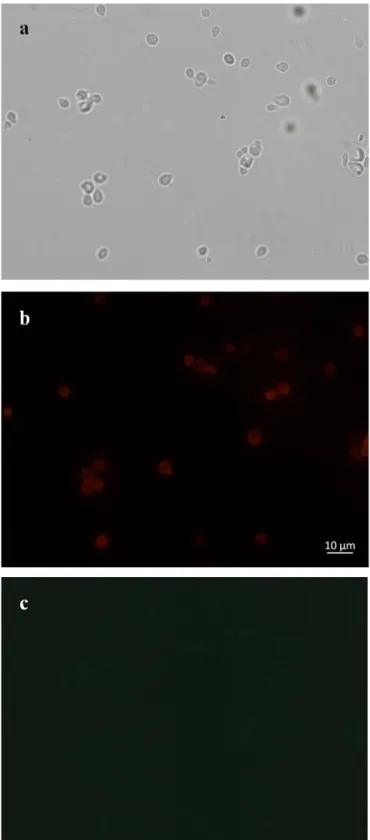 Figure 3.21: Bright field (a) and fluorescence microscopy (b,c) images of EBY100 cells transformed  with pETcon plasmid expressing Htt-25Q upon galactose induction