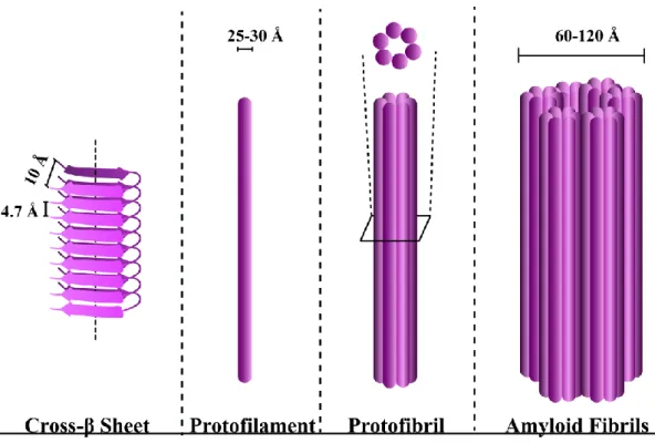 Figure  1:  Structures  of  cross-β  sheet,  protofilament,  protofibril  and  amyloid  fibrils