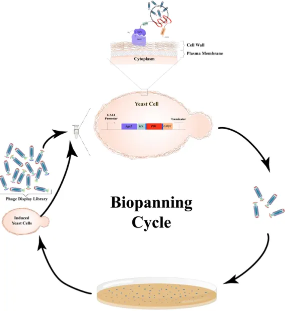 Figure 3: The inhibitory peptide selection by using phage display library and yeast  surface display system