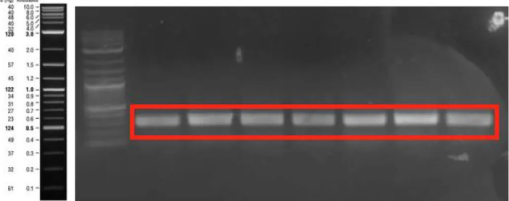 Figure  9:  PCR  product  of  25Q-Htt  fragment  which  was  amplified  by  Gibson  assembly primers