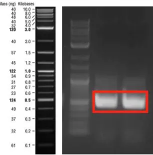 Figure 12: PCR product of α-synuclein fragment which was amplified by Gibson  assembly primers