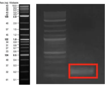 Figure 15: PCR product of amyloid β 40  fragment which was amplified by Gibson  assembly primers