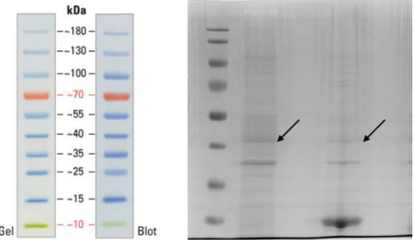 Figure 18: SDS-PAGE gel image result of BL21 cells expressing α-synuclein on  surface  with  fusion  of  Ag43  autotransporter