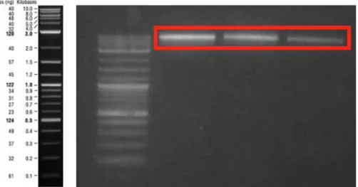 Figure 22: Digestion reaction results of M13 genome PCR product. The expected  size was 7282 bp-long  