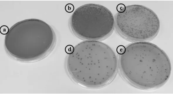 Figure 24: The tittering plates with different dilution factors for determination of  library size