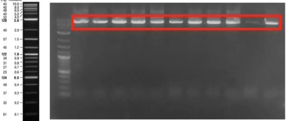 Figure  25:  PCR  product  of  M13  genome.  The  expected  band  size  was  7317  bp- bp-long
