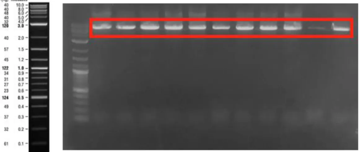 Figure  25:  PCR  product  of  M13  genome.  The  expected  band  size  was  7317  bp- bp-long