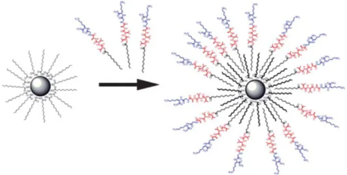 Fig. 1 Non-covalent functionalization of SPIONs with peptide amphi- amphi-phile molecules.