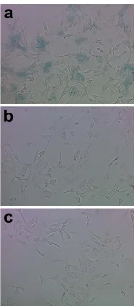 Fig. 5 NIH 3T3 cells stained by Prussian blue reaction after 24 h treatment. a) PA1-SPION, b) PA2-SPION, c) negative control