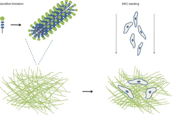 Fig. 1 Schematic representation of nanofiber formation through self-assembly and MSC seeding on the peptide nanofiber scaffolds