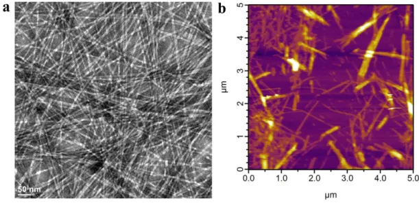 Figure  2.9.  Transmission  Electron  Microscopy  (TEM)  and  Atomic  Force  Microscopy  (AFM)  imaging  of  surfaces  coated  with  HM-PA/K-PA  formulation