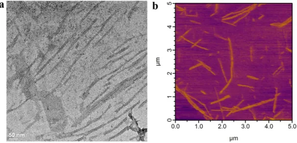 Figure  2.11.  Transmission  Electron  Microscopy  (TEM)  and  Atomic  Force  Microscopy  (AFM)  imaging  of  surfaces  coated  with  D-PA/K-PA  formulation
