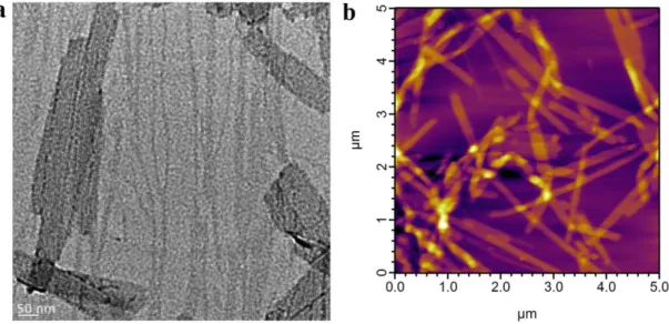 Figure  2.13.  Transmission  Electron  Microscopy  (TEM)  and  Atomic  Force  Microscopy  (AFM)  imaging  of  surfaces  coated  with  H-PA  pH=7  formulation