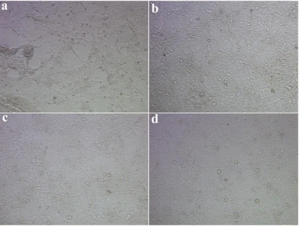 Figure  2.17.  In  vitro  angiogenesis  assay  -  SO 3 -PA,  K-PA/heparin,  H-PA  and  TCP