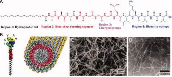 Figure  1.7.  3-D  networks  of  PA  nanofibers.  (a)  Chemical  structure  of  representative  PA,  (b)  schematic  representative  of  PA  nanofiber  formation,  (c)  SEM of 3-D network PA nanofiber, and (d) TEM of PA nanofibers (Reproduced  with permiss