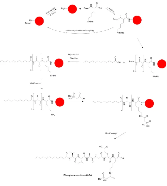 Figure 2.2. Synthetic pathway of Phos-PA. 